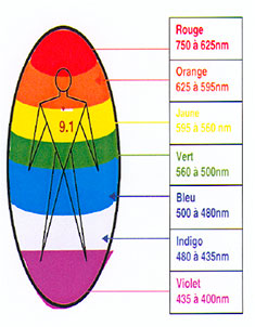 Champ morphogenique