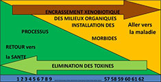 Index biologique