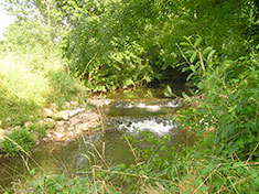 Rivière de la Seudre